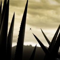 Interview with Tequila Photographer, Ben Olivares