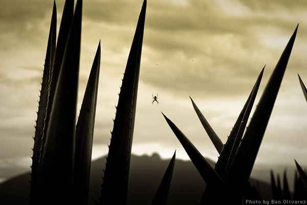 Blue Agave Plant and Spider Photo by Ben Olivares