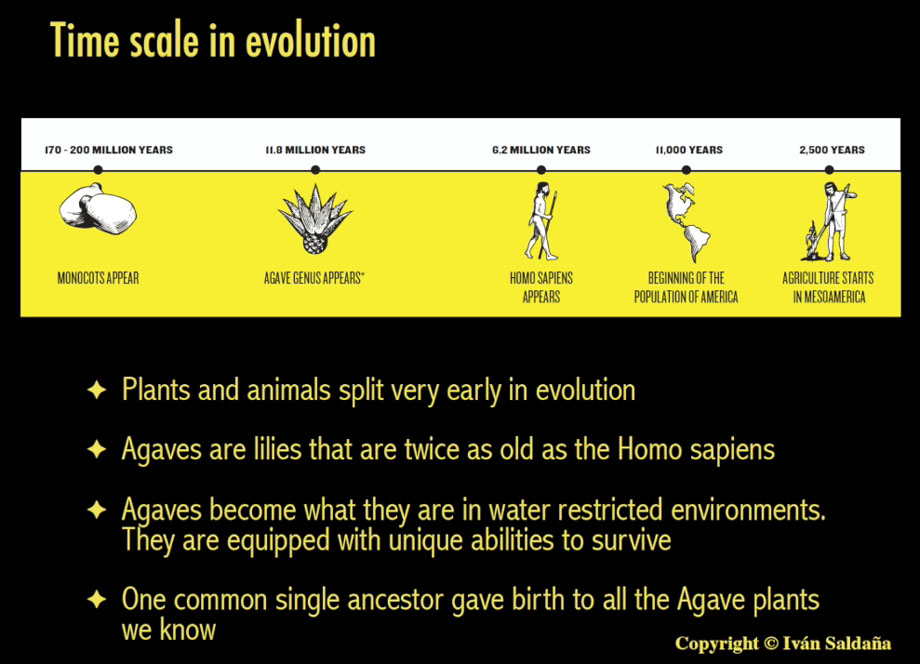 Escala de tiempo de evolución de agave