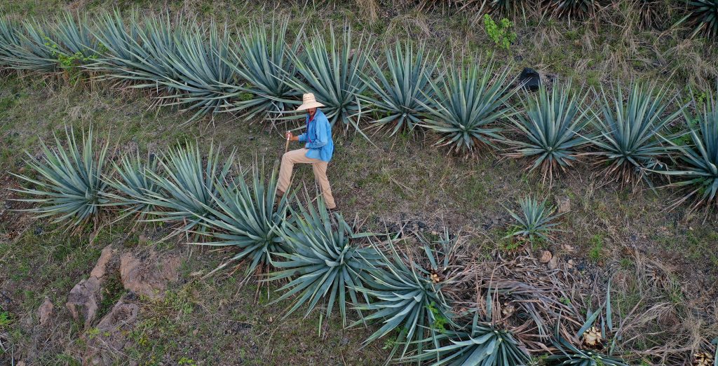 Jimador in Agave Field