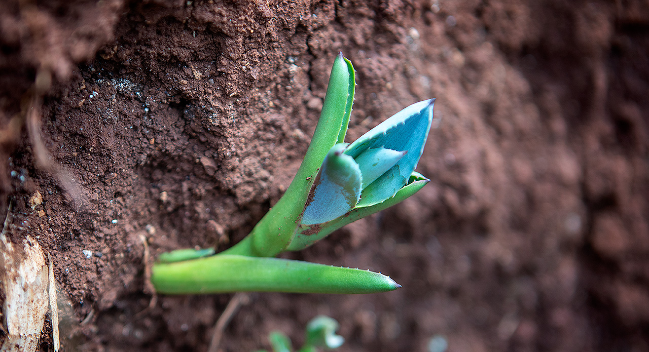 Agave Goes Global: Sipping Beyond Tequila and Mezcal | TasteTequila