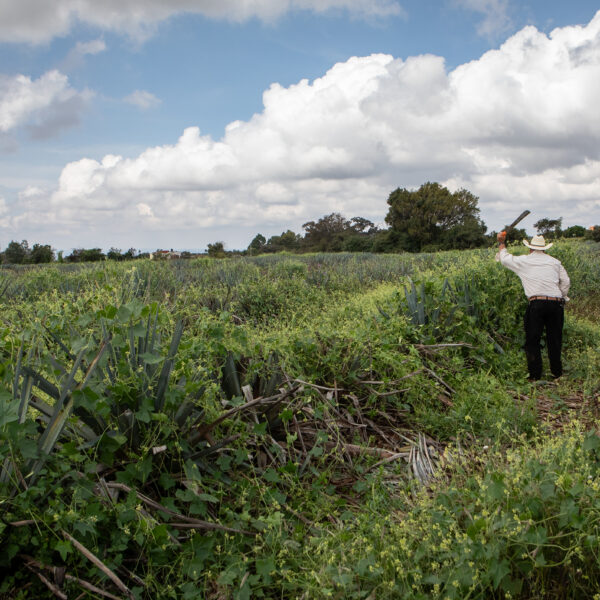 An Organic Agave Field in Atotonilco el Alto, Los Altos, Jalisco.