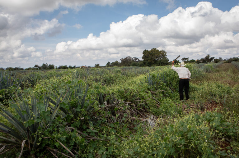 An Organic Agave Field in Atotonilco el Alto, Los Altos, Jalisco.